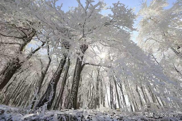 贵州威宁：雾凇覆高原 仙境入画来