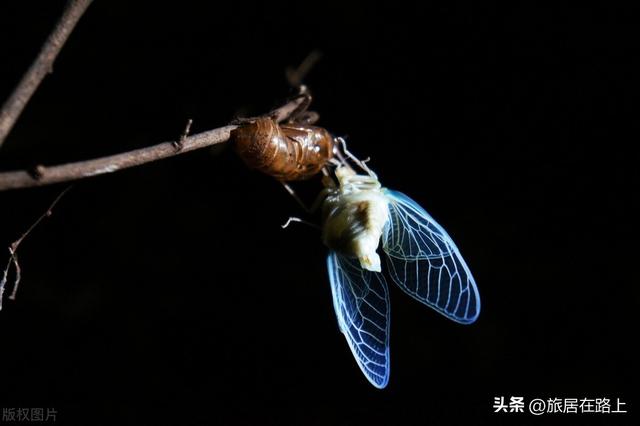 知了在声声叫着夏天，我们来蝉中说蝉，聊聊关于蝉的冷知识
