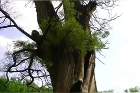 俗语“三树不能砍，福散穷来伴”中的“三树”是什么树？可信吗？图片