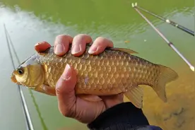 野钓鲫鱼，老钓友常用和好用的4种鱼钩，你选对了吗？图片