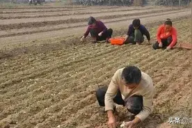 春种大蒜正当时，如何运用正确的措施是关键图片