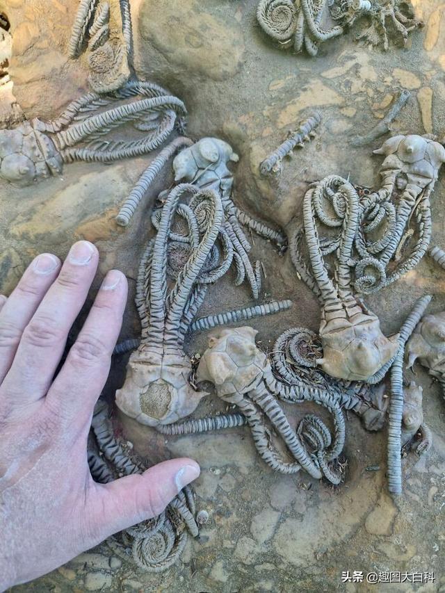 死人手指 死人手指蘑菇(图21) 死人手指 死人手指蘑菇(图21)