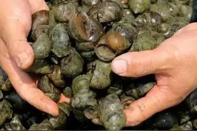 田螺养殖亩产能2-4万元是真的吗？养殖田螺需要注意什么？图片