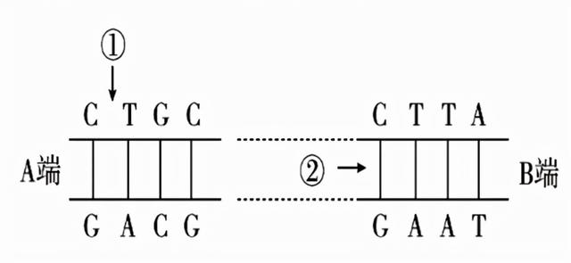 河南名校！省实验中学2021-2022学年高三上学期期中生物试题答案