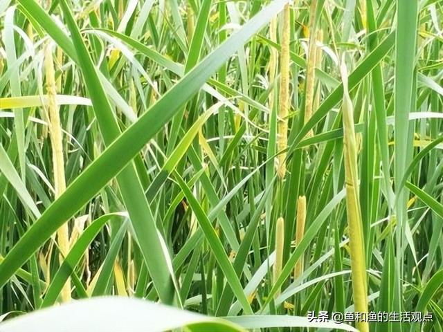 踏春必备“百草图”之三，身边那些有价值的野草，你能认识几种？