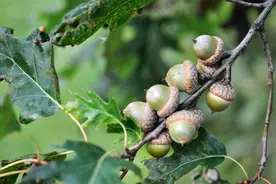 这种乡下橡子树，以前捡果实做陀螺、磨粉吃，是几代人的珍贵回忆图片