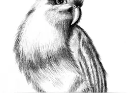群内一个画友的素描练习：动物篇图片