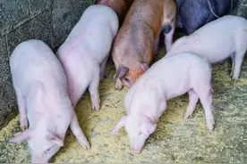 工资十天一结这个去养殖场喂猪一天给350块钱的活，你想去干吗？图片