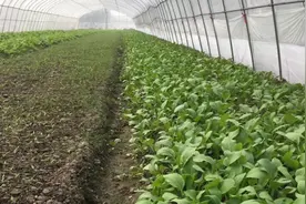 都说高锰酸钾好用，但是具体怎么用，才能更好的杀菌防病？图片