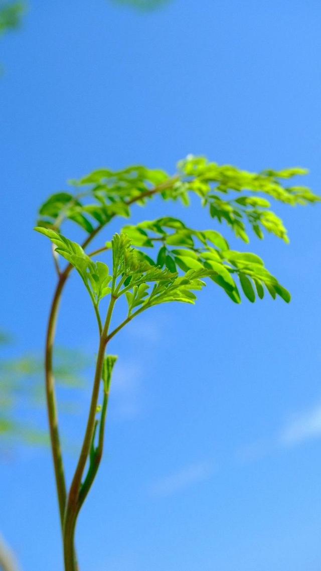翠绿满枝丫生命自然绝美壁纸(绿色背景四美女) - 冷求网