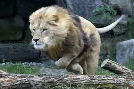 狮王如何看待狮群中的女儿，它们最终有怎么样的归宿？图片