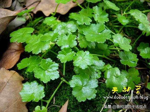 踏春必备“百草图”之三，身边那些有价值的野草，你能认识几种？