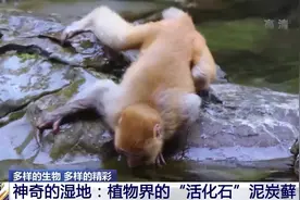 “地球之肾”有多重要？一起来了解神奇的湿地→图片