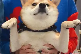 狗狗这6个行为，是爱你“入骨”的表现，如果有请珍惜图片