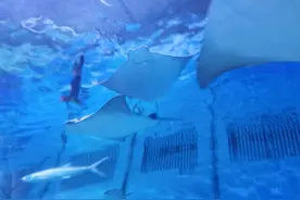 万能道歉小作文图片