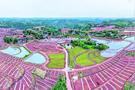 合川：全面实施乡村振兴，加速推进城乡融合图片