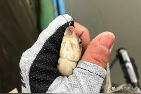 泡沫能钓鱼？看似鸡肋的钓法，实则效果突出，解析如何泡沫逗钓？图片