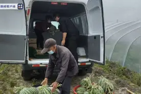 上海瓜农苦寻销路后续：瓜农称现在西瓜已卖得差不多了图片