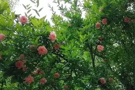 10首古诗词，现代诗词欣赏，醉里插花花莫笑，可怜春似人将老图片