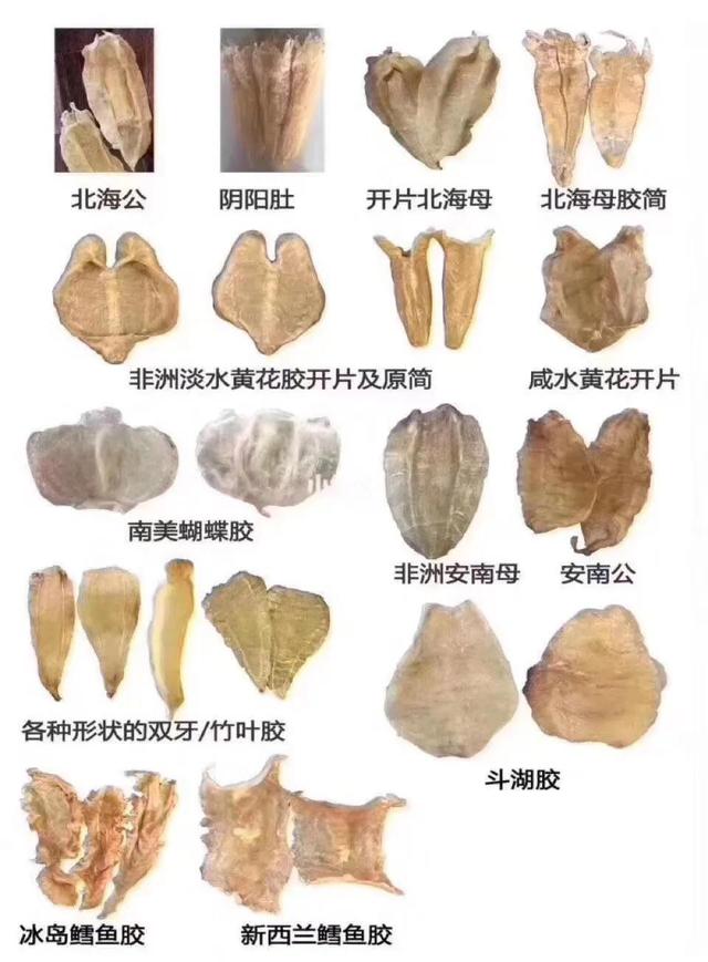 香港的花胶是什么 2026年香港花胶是什么东西