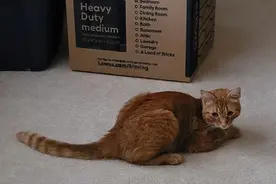 猫因搬家跑丢，两个月后出现在36公里外的新家…它一直在打猎图片