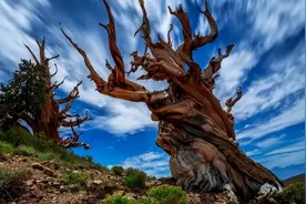 世界上最长寿的树倒下了！活了5000年，却败给今年的极端高温图片