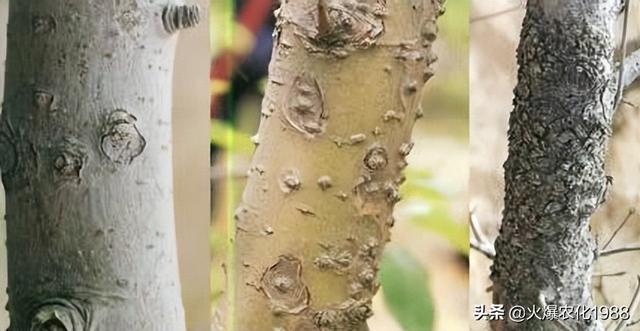 果树腐烂 轮纹 粗皮防治大有讲究！促生新根，壮树势这样做错不了