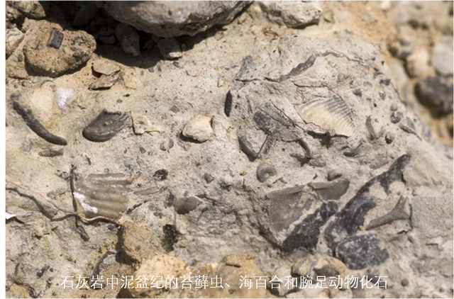 一文读懂地球历史上五次生物大灭绝的时间、规模和原因