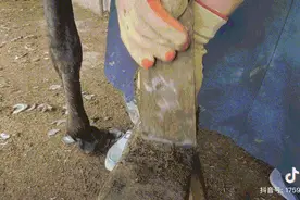 为什么美女爱看修驴蹄？一直看一直爽图片