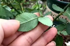 花卉招“小虫子”，教你几个“小妙招”，不花钱就能除虫图片