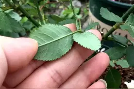 花卉招“小虫子”，教你几个“小妙招”，不花钱就能除虫图片