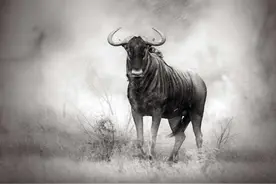 世界上速度最快的7种动物，快如闪电，有的比高铁速度还快图片