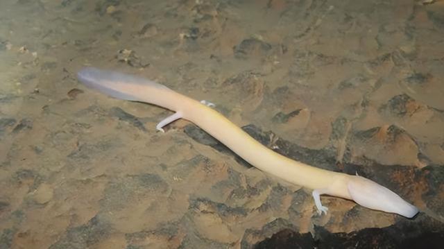 除12年一次的交配，其它时间都基本静止，它们是地球上最懒的生物