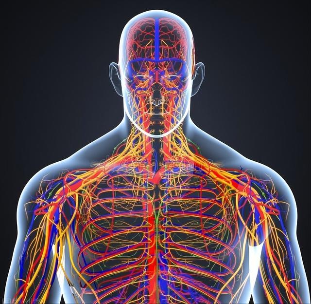 3药降糖扩血管,抗炎抗氧化,修复神经促进传导,改善四肢麻凉疼