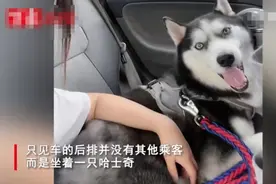 你的“拼友”已上车，哈士奇、布偶猫……你介意吗？图片