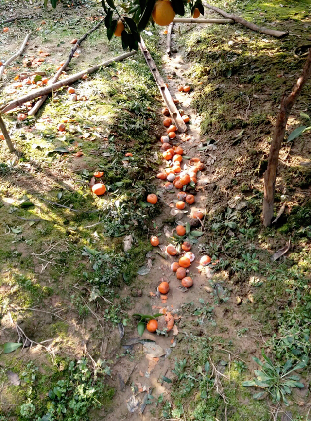 鏌戞鐣欐爲淇濋矞鍗栭珮浠凤紵鍝佺瑕佹眰銆佸噯澶囧伐浣滐紝浣犻兘鐭ラ亾鍚楋紵椹檸涓嶅緱