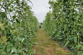 种菜为啥要轮茬？重茬为啥病害多？哪些蔬菜不能连种？这是原则图片