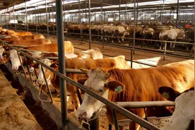 牛反刍一次咀嚼多少下正常？牛一天内反刍多少次正常？图片