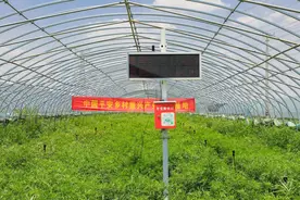 一根芦蒿的奇妙之旅：中国平安多维发力，助新村镇产业振兴图片