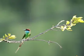 走进明溪丨来看“中国最美小鸟”蓝喉蜂虎图片