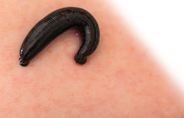 蚂蟥 蚂蟥和水蛭的区别_品学知识网