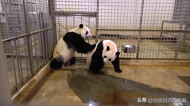 熊猫：真实存在的上古恐惧，为什么只有人类觉得大熊猫很可爱？