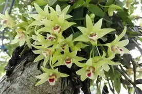 铁皮石斛想要快速生长，不能错过夏季，养护过程中这几点很重要图片