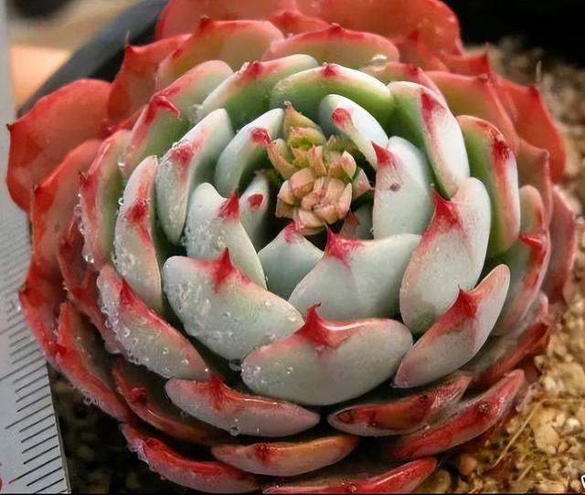 270种常见多肉图谱，一分钟认全！