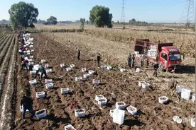 太原市清徐县：红薯大丰收！温南社村探路“甜蜜”致富图片