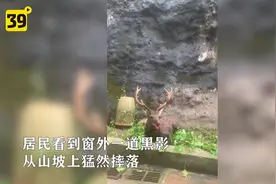 大连女子突然看到窗外一道黑影！竟是梅花鹿摔下山坡图片