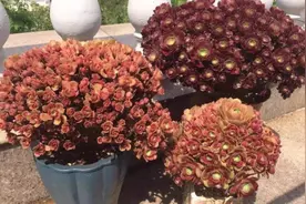 将缀化的法师这么“砍头”，轻松养出多株新苗，每一盆都美极了图片