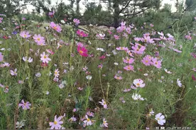 你可能还不了解的格桑花？图片