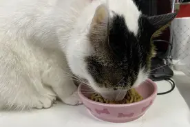 网曝“饕餮”猫粮已致死近百只猫咪！消费者怒怼信元发育宝：到底怎么赔？图片