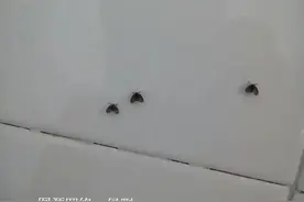卫生间的黑色小飞虫是什么？恶心又烦人，该如何去除它图片
